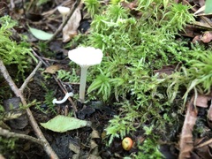 Cuphophyllus virgineus