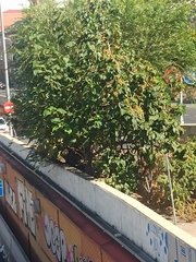Paulownia tomentosa