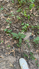 Eurybia divaricata