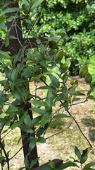 Gelsemium sempervirens