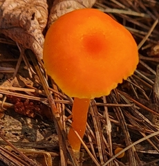 Hygrocybe miniata