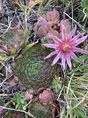 Sempervivum