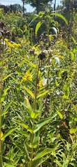 Silphium integrifolium