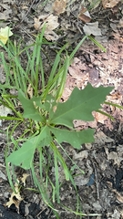 Nabalus trifoliolatus