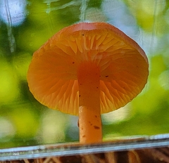 Hygrocybe miniata