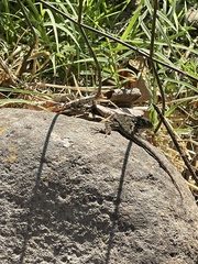 Sceloporus occidentalis bocourtii
