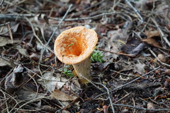 Turbinellus floccosus