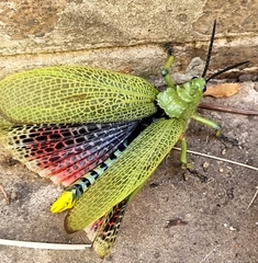 Phymateus viridipes