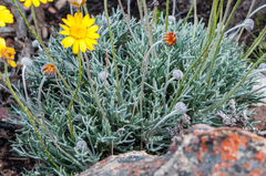 Euryops othonnoides
