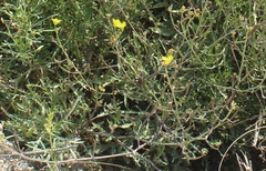 Diplotaxis cretacea