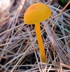 Hygrocybe miniata