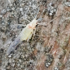 Aphididae