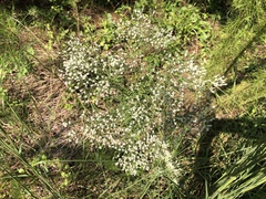 Eupatorium hyssopifolium
