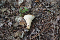 Turbinellus floccosus