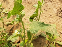 Solanum physalifolium