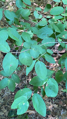 Lonicera
