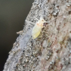Aphididae