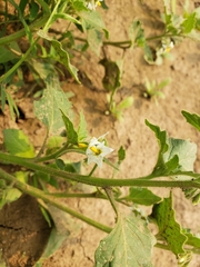Solanum physalifolium