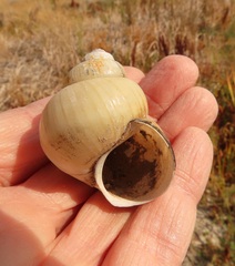 Cipangopaludina chinensis