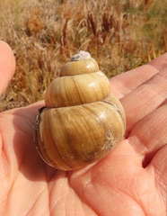 Cipangopaludina chinensis