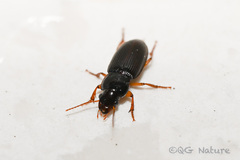 Harpalus rufipes
