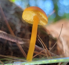 Hygrocybe miniata