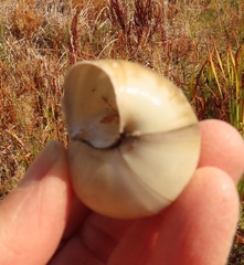 Cipangopaludina chinensis