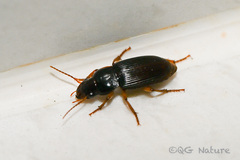 Harpalus rufipes