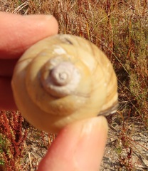 Cipangopaludina chinensis