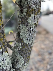 Parmelioideae