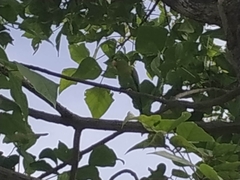 Brotogeris jugularis