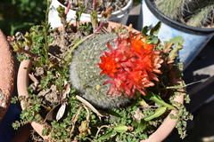 Parodia haselbergii
