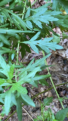 Artemisia douglasiana