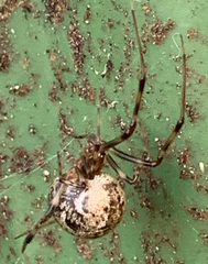 Parasteatoda