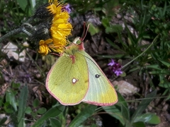 Colias phicomone