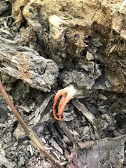 Pseudocolus fusiformis