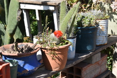 Parodia haselbergii