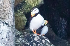 Fratercula corniculata