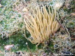Anemonia viridis