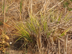Carex comosa