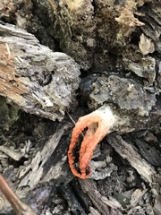 Pseudocolus fusiformis
