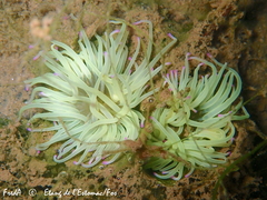 Anemonia viridis