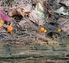 Hygrocybe miniata