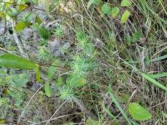 Euphorbia cyparissias