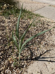 Sorghum bicolor