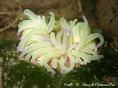 Anemonia viridis