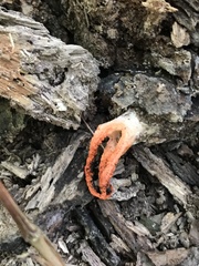 Pseudocolus fusiformis