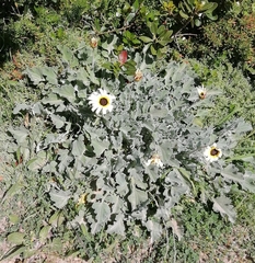 Arctotis stoechadifolia