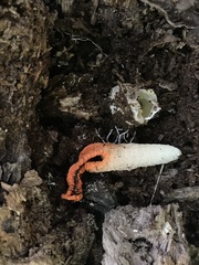 Pseudocolus fusiformis