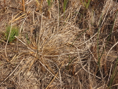 Carex comosa
